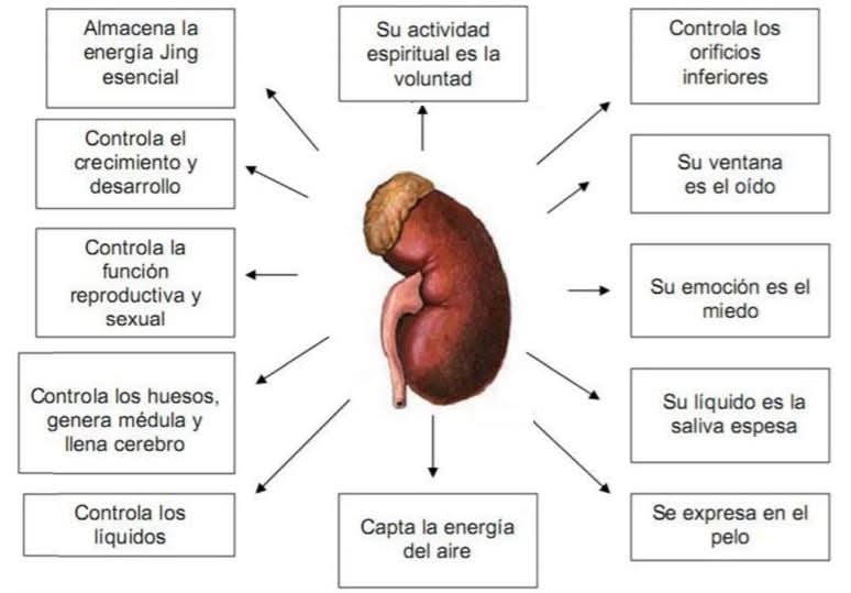 funciones de los riñones